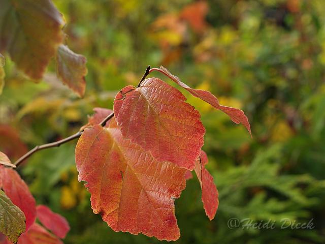 Parrotia persica Herbst.jpg